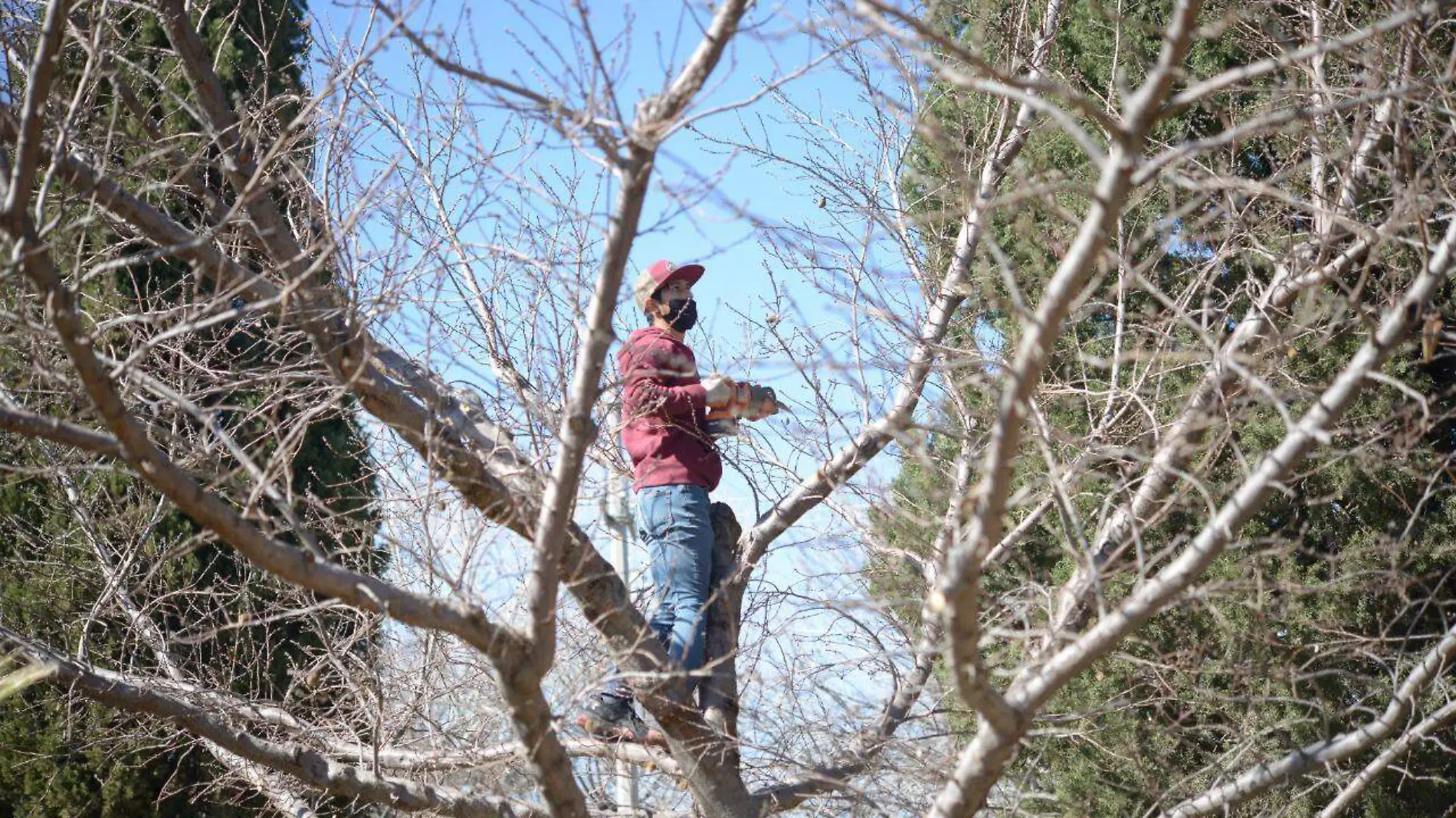 ingeniero forestal